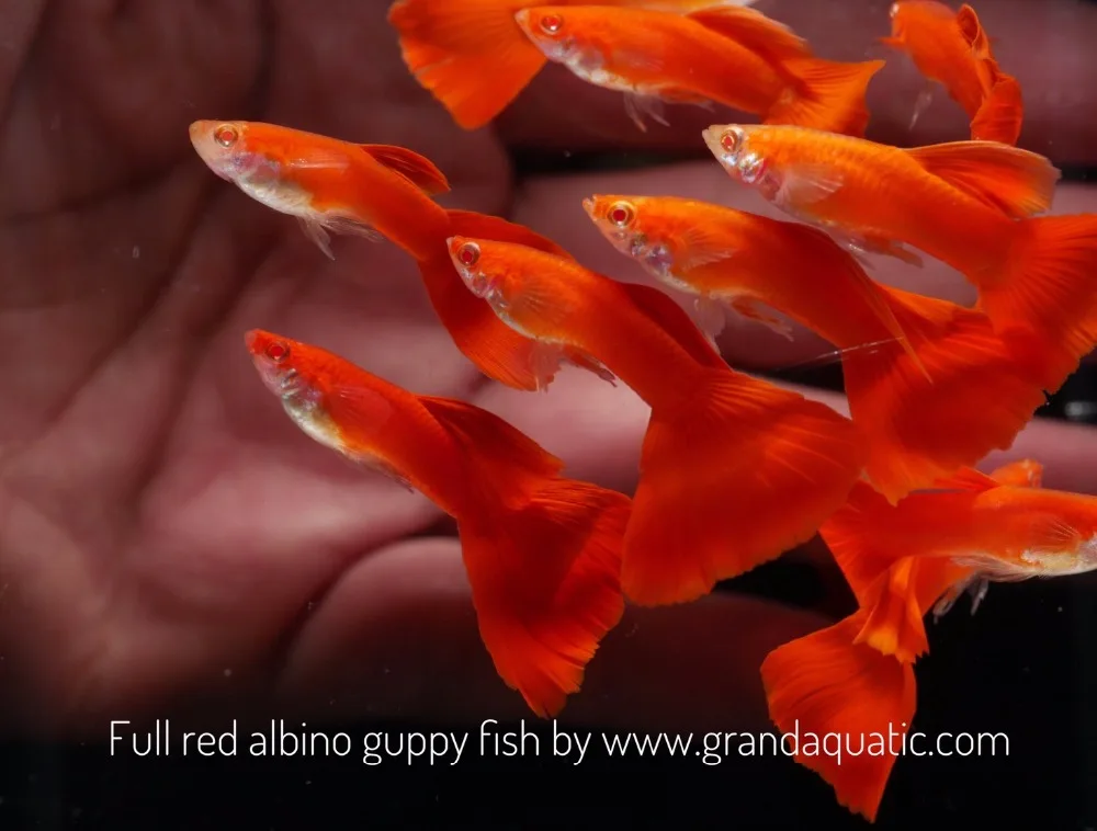 Full Red Albino Guppy For Freshwater Aquarium Fish Export Company From Thailand Buy Aquairum Fish Guppy Fish Tropical Fish Product On Alibaba Com