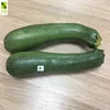 FRESH ZUCCHINI FROM VIETNAM HIGH QUALITY