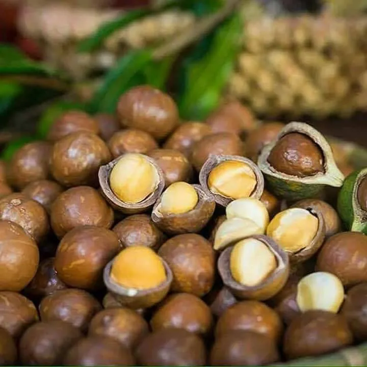 Vietnam Macadamia Nuts,Roasted Macadamia Nuts( Phoebe