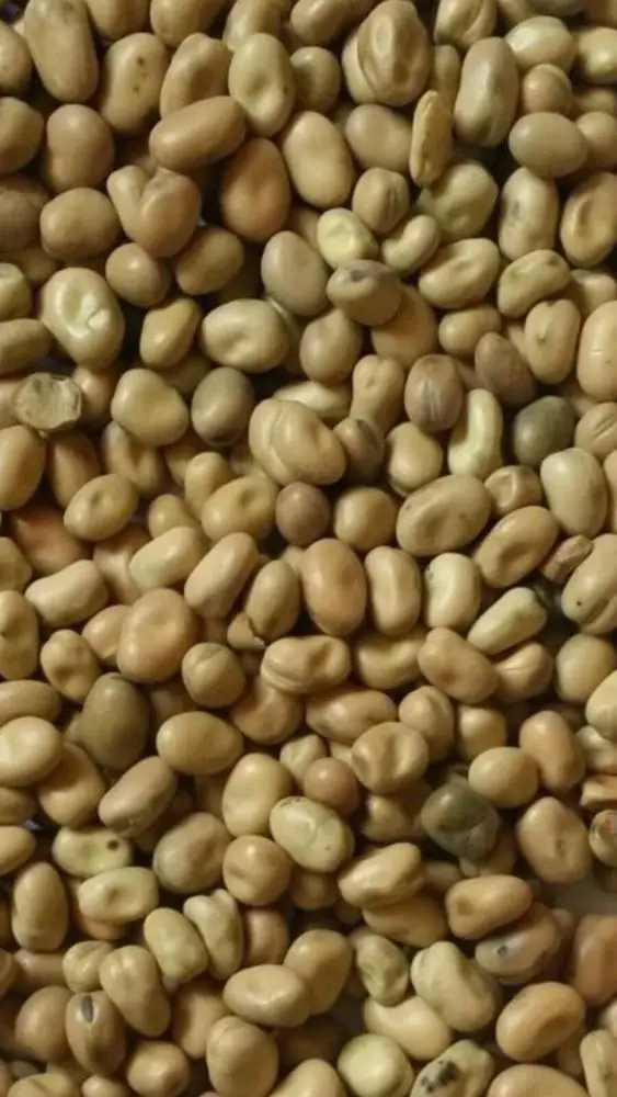 
whole fava beans 