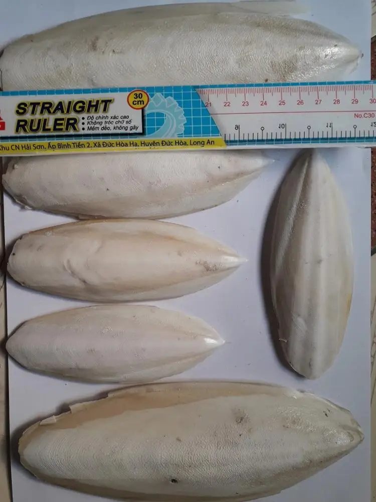 
Exported standard Dried Cuttlefish bone/ cuttlefish from Vietnam ( MS.HOLIDAY Whatsapp +84-845-639-639) 