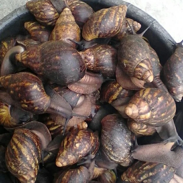 
Large Quantity Of Live Giant African Land Snails For Sale. 