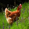 Organic Method to Improve Size & Quality of Eggs in poultry farm cage