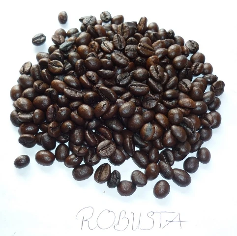 Robusta .JPG