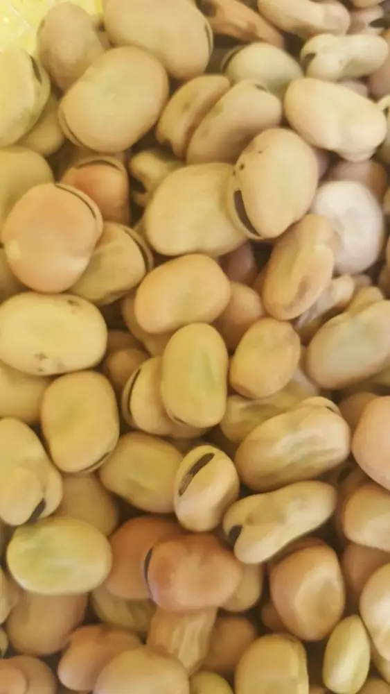 
broad beans 