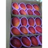 Made in Japan 100% Natural High Quality Fresh Mango Fruit for Buyers