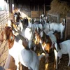 100% Full Blood Boer Goats Live Sheep Cattle Lambs and Cows lamb and goat meat