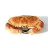 Brown crab fresh (Cancer pagurus)