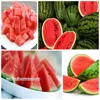 Fresh red water melon price for buyers