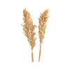Natural Dried Corn Grass Stem For Party Decoration