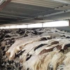 MY Wet Salted Cow Hide and Other Hides