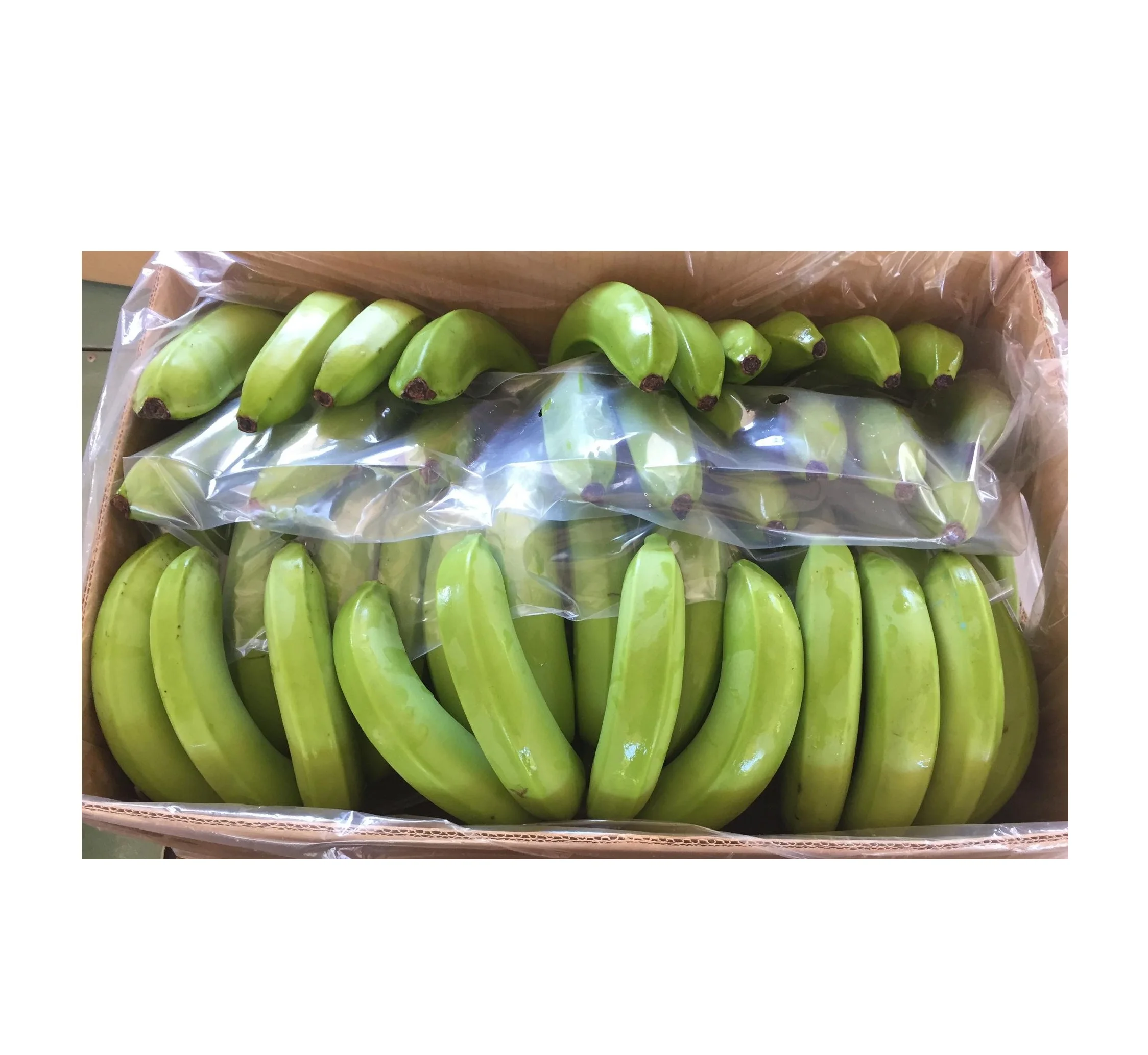 
CAVENDISH BANANA VIETNAM 