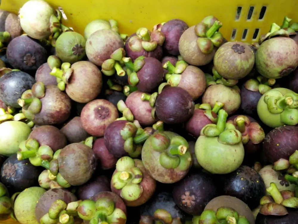 Best Quality Fresh And Delicious Mangosteen From Chantaburi,Thailand ...