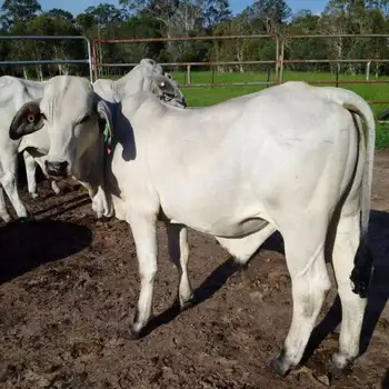 Livestock Cattle And Sheep For Sale Buy Friesian Holstein