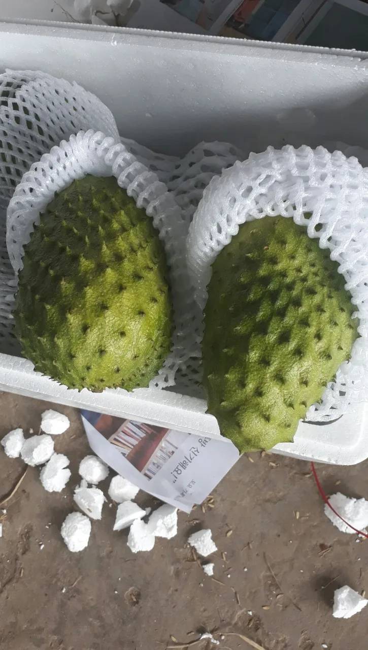 Fresh Soursop Fruit (graviola) Buy Fresh Soursop (graviola) Fruit For