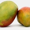 MANGO FRUIT from Brazil