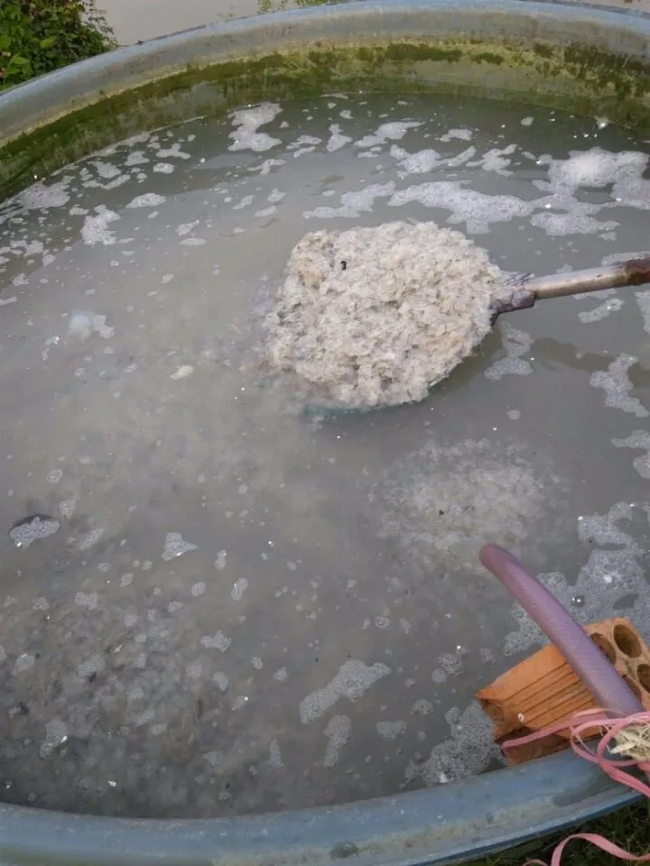 Dry Fish Scale/ Tilapia Scale With 50 Tons Per Month Buy Dried Fish