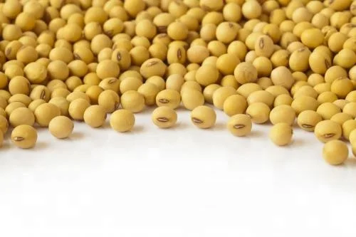 istock_000018382621medium