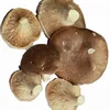 Frozen Shiitake Mushroom ,Quality Grade A Frozen Shiitake