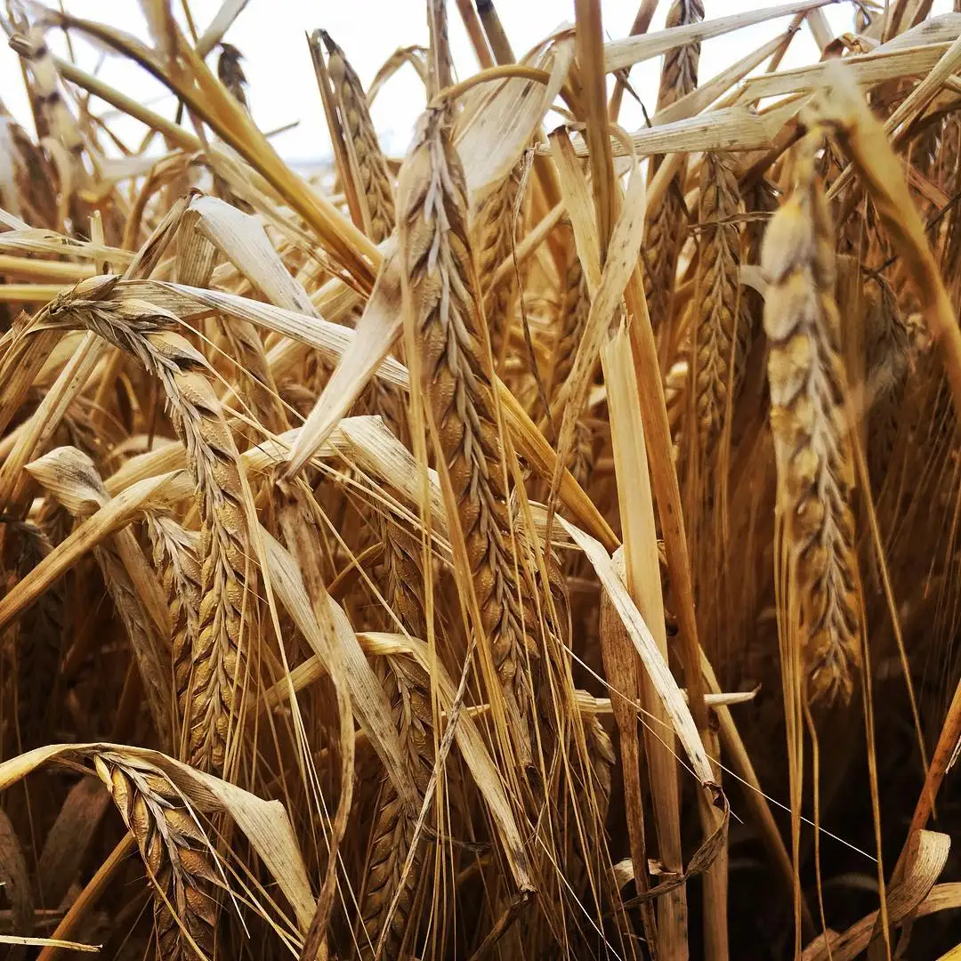 良好的农业粮食大麦,干大麦, 汗水美味大麦/新鲜大麦/大麦粮食有机和