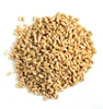 Finest Quality Wheat in India