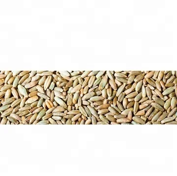 
Rye bran RYE FLAKES ,Rye bran high grade,Winter Rye for sale 