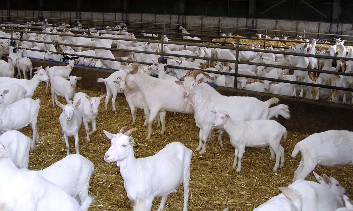 healthy livestock animals such as (saanens,boer