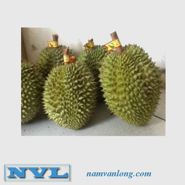 
TOP QUALITY MONTHONG DURIAN FRUIT WITH BEST PRICE AND HIGH QUALITY 