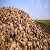 Small Scale High Quality Beet Sugar Process