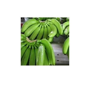 Premium Fresh Cavendish Green Bananas-13.5kg Pack Grade 1 100% Pure Green Banana From Premium Bananas