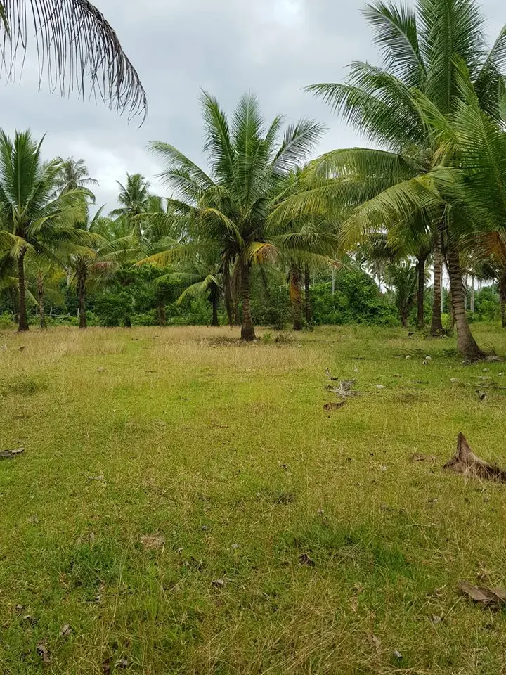
Agricultural Residential Lot in Gloria Oriental Mindoro Philippines 
