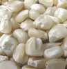 NON GM WHITE CORN AND YELLOW CORN FOR HUMAND CONSUMPTION