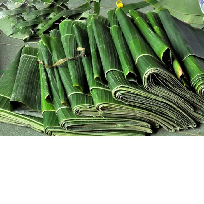Hojas De Plátano Verde,100 Frescas,Precio Competitivo,Vacaciones