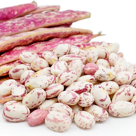 beans import