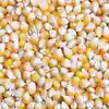Dry Maize/Dried Yellow Corn/Dried Sweet Corn Best Price