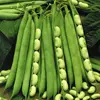100% Organic Green Mung Beans/ Moong Dal Sprout Mung Beans Use For Sale
