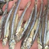 Dried anchovy with the best price from Vietnam.
