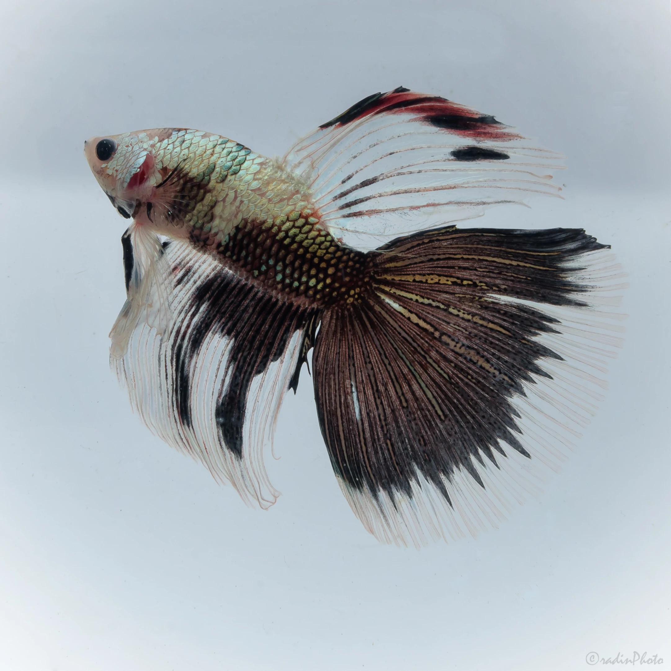 betta fish supplier