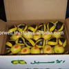 ALL KINDS OF FRESH CITRUS FRUITS LIKE ORANGES AND LEMONS IN EGYPT