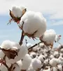 COMBER NOIL RA.W COTTON / WEB COMBERS / comber noil r,aw cotton With Affordable Price