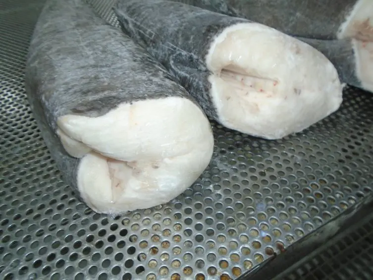 
CHILEAN SEA BASS / PATAGONIAN TOOTH FISH 