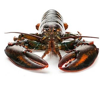 live boston lobster/for sale