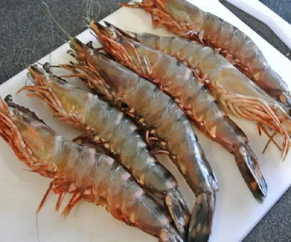 big size tiger shrimp for sale