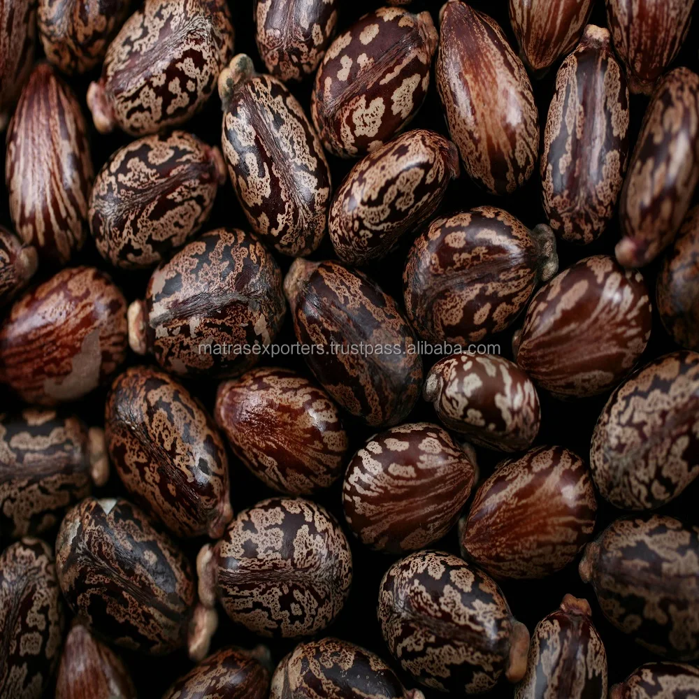 castor-beans-ricin.jpeg