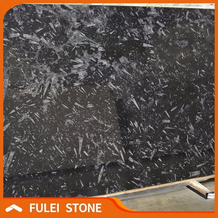 Brown seashell fossil Ocean Jurassic marble in UAE