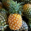 QUALITY/DELICIOUS AND CHEAP FRESH PINEAPPLE FOR SALE