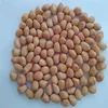 Indian Groundnut Kernels