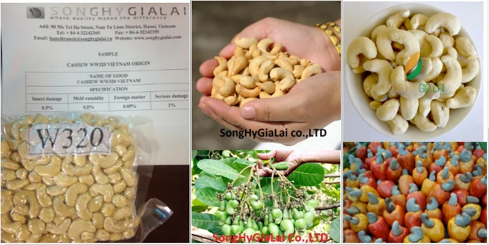 WW320 CASHEW NUT best price- hight quality
