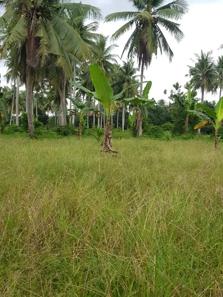
Agricultural Residential Lot in Gloria Oriental Mindoro Philippines 