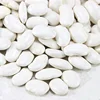 GRADE AA white kidney bean